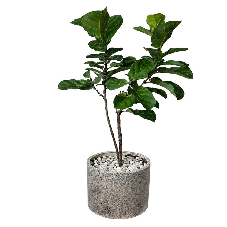 فیکوس لیراتا کد FL4040-01