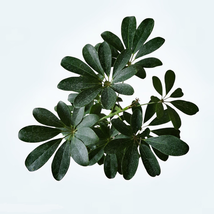گیاه طبیعی شفلرا مدل Z
