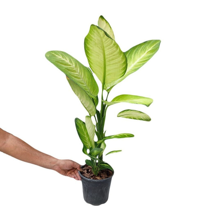 گیاه طبیعی دیفن کاملیا مدل 003