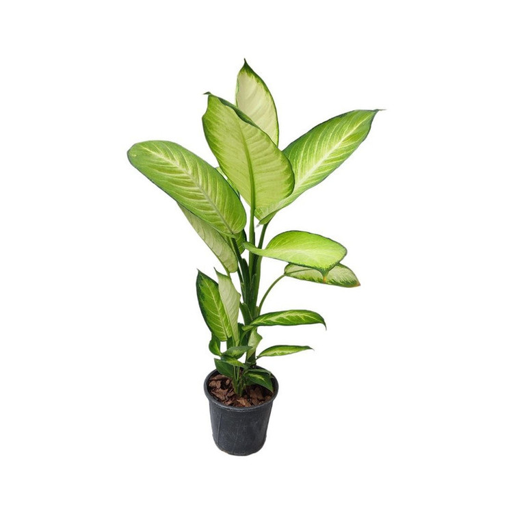 گیاه طبیعی دیفن کاملیا مدل 003