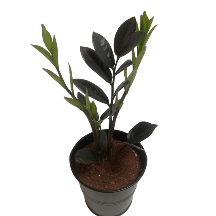 گیاه طبیعی زاموفیلیا سوپر بلک كد MS-06G