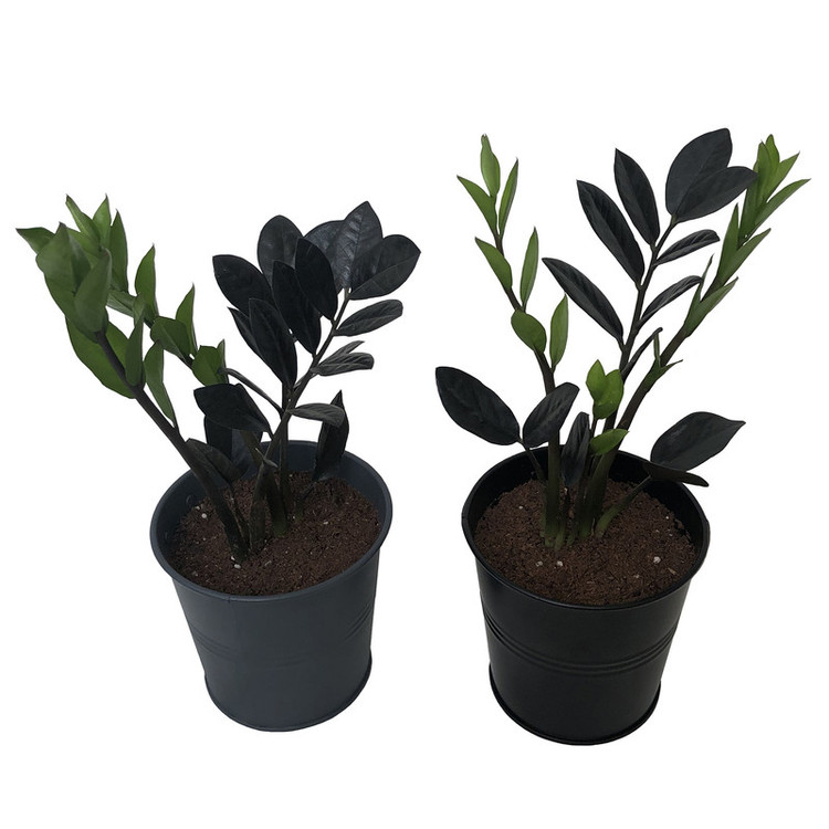 گیاه طبیعی زاموفیلیا سوپر بلک كد MS-06G