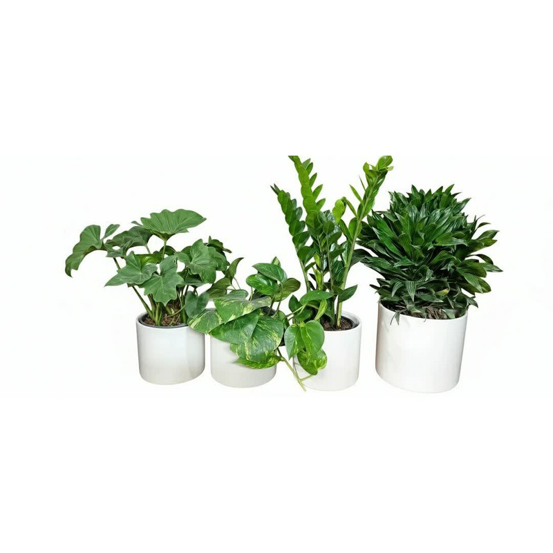 گیاه طبیعی آپارتمانی مدل NR1305 مجموعه چهار عددی