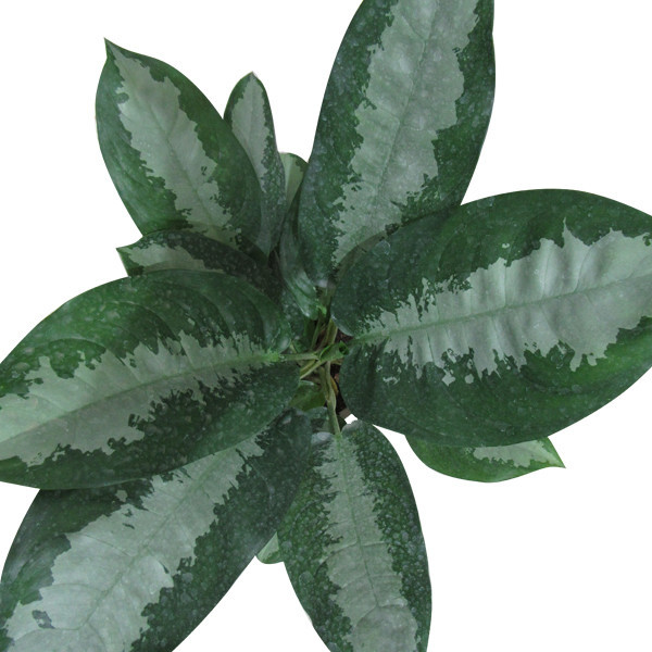 گیاه طبیعی آگلونما حبابی کد S - L01
