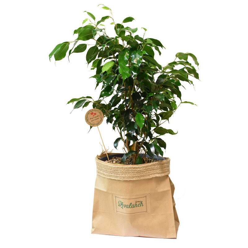 گیاه طبیعی بنژامین کدP.A.09