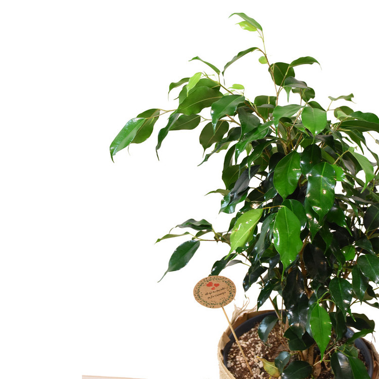 گیاه طبیعی بنژامین کدP.A.09