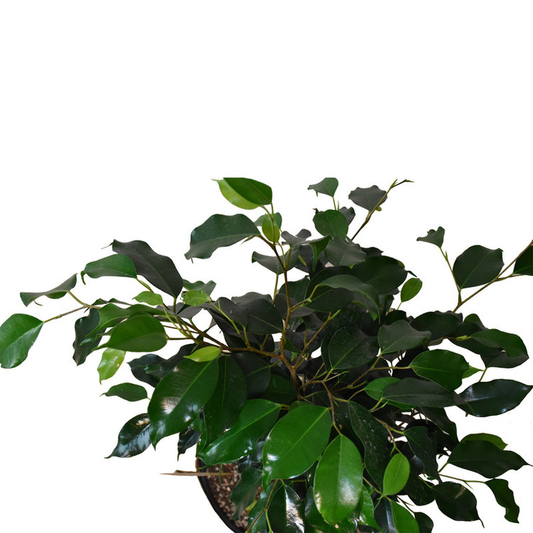 گیاه طبیعی بنژامین کدP.A.09