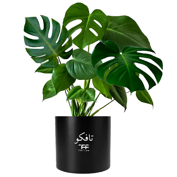 گیاه طبیعی مانسترا تافکو مدل پنجه شیری کد 2x