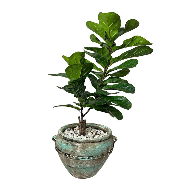 گیاه آپارتمانی فیکوس لیراتا کد FL404-02