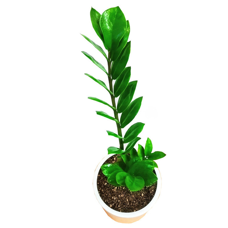 گیاه طبیعی زاموفیلیا مدل C-22
