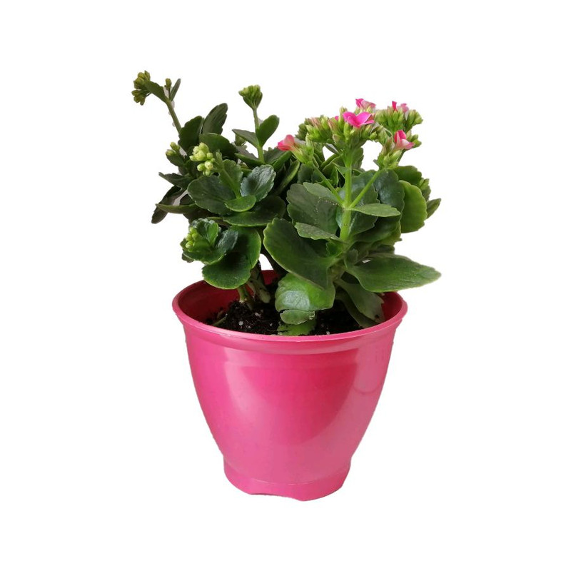 گیاه طبیعی کلانکوا کد ap04