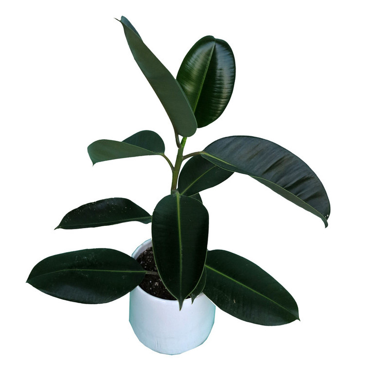 گیاه طبیعی فیکوس کد 01