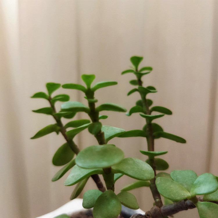 گیاه طبیعی کراسولا خرفه ای کد pg_23