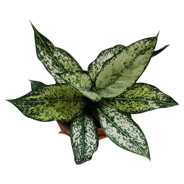 گیاه طبیعی آگلونما ناردونه کد AB - M02