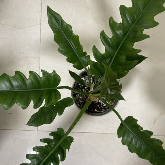گیاه طبیعی فیلودندرون مدل کنگره ای کد 65604