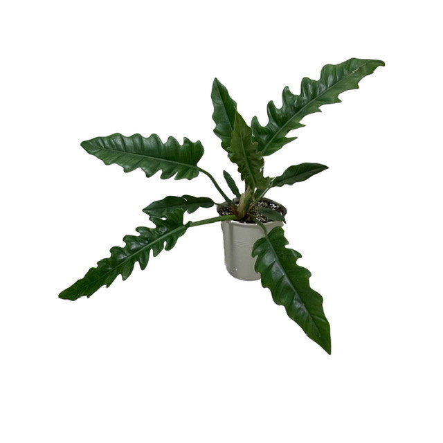 گیاه طبیعی فیلودندرون مدل کنگره ای کد 65604
