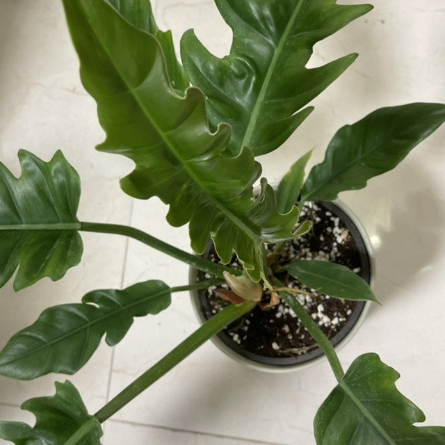 گیاه طبیعی فیلودندرون مدل کنگره ای کد 65604