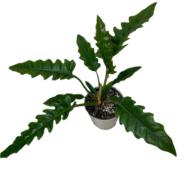 گیاه طبیعی فیلودندرون مدل کنگره ای کد 65604