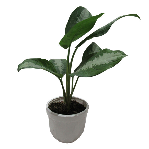 گیاه طبیعی آگلونما حبابی کد S - M01