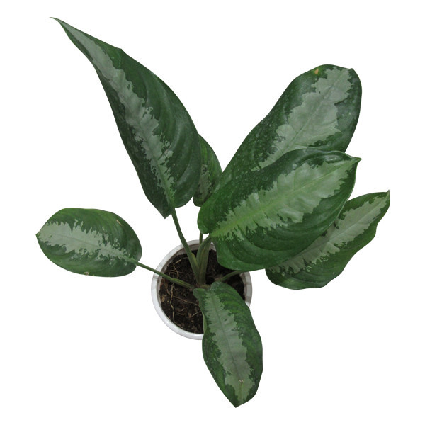 گیاه طبیعی آگلونما حبابی کد S - M01