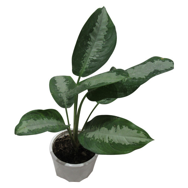 گیاه طبیعی آگلونما حبابی کد S - M01
