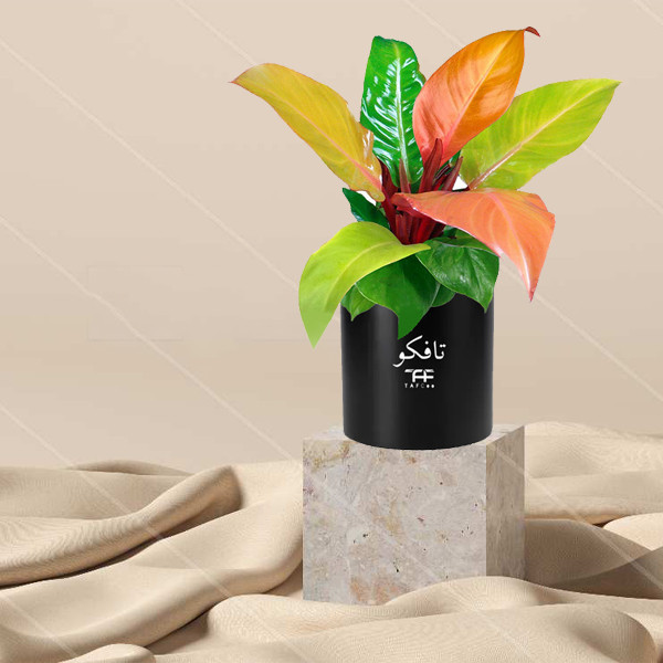 گیاه طبیعی فیلودندرون پرتغالی تافکو مدل شاهزاده کد 2x