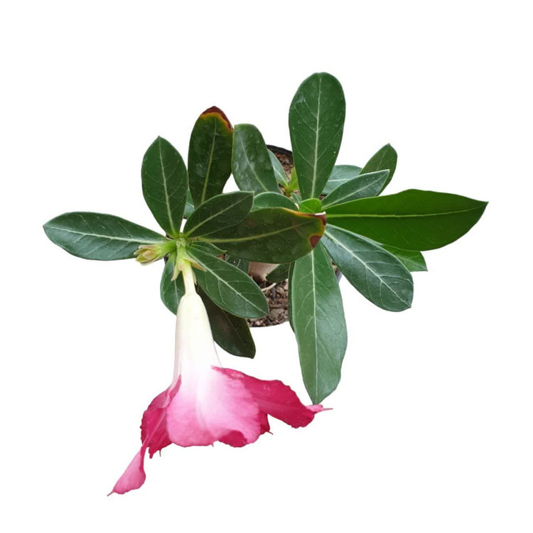 گیاه طبیعی بونسای آدنیوم کد 16