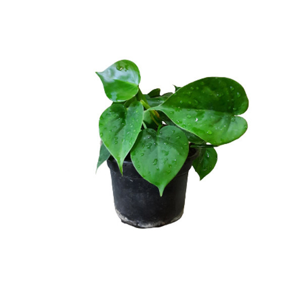 گل طبیعی اسکاندیس سبز کد Skandiss01