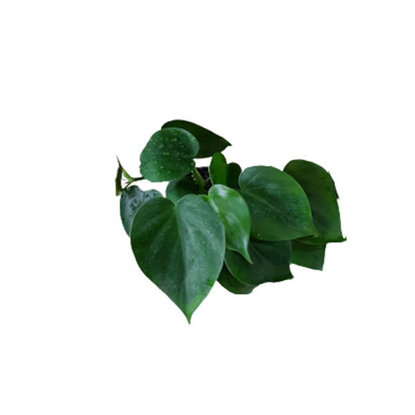 گل طبیعی اسکاندیس سبز کد Skandiss01