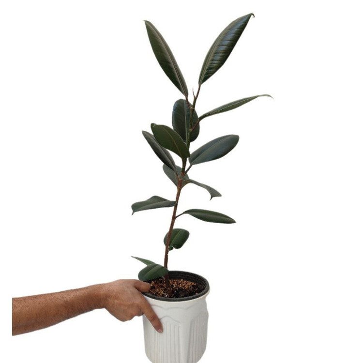 گیاه طبیعی فیکوس بلک مدل 03