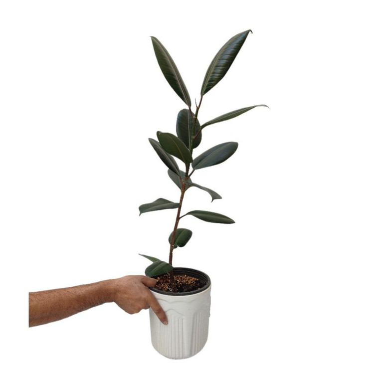 گیاه طبیعی فیکوس بلک مدل 03