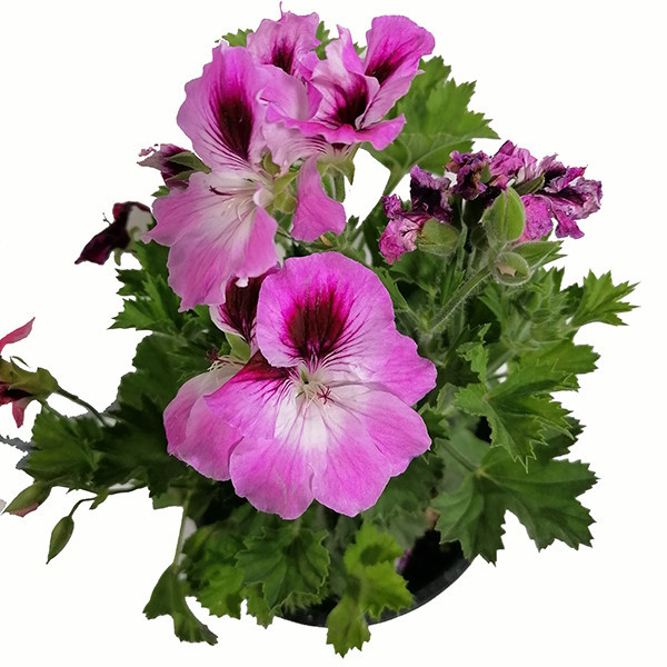 گیاه طبیعی شمعدانی اژدر مدل 5159858