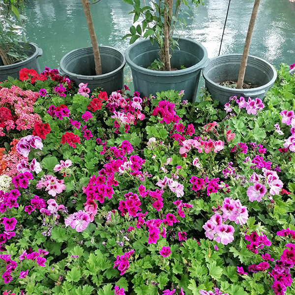 گیاه طبیعی شمعدانی اژدر مدل 5159858