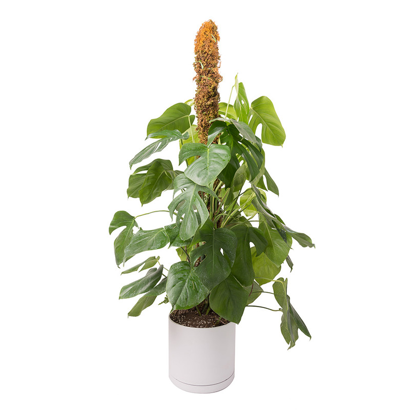 گیاه طبیعی برگ انجیری پایه دار کد 10744/2204