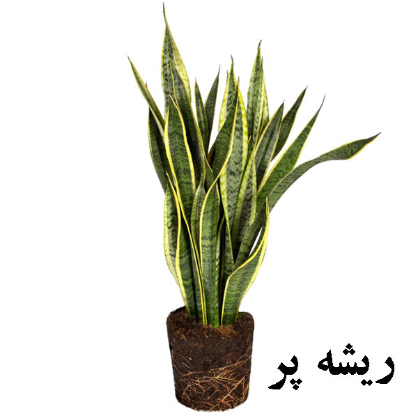 گیاه طبیعی سانسوريا ابلق تافکو کد 2023