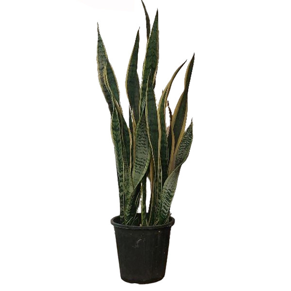 گیاه طبیعی سانسوریا مدل ابلق کد F-03