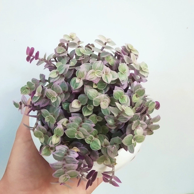 گیاه طبیعی کالیسیا مدل C-45