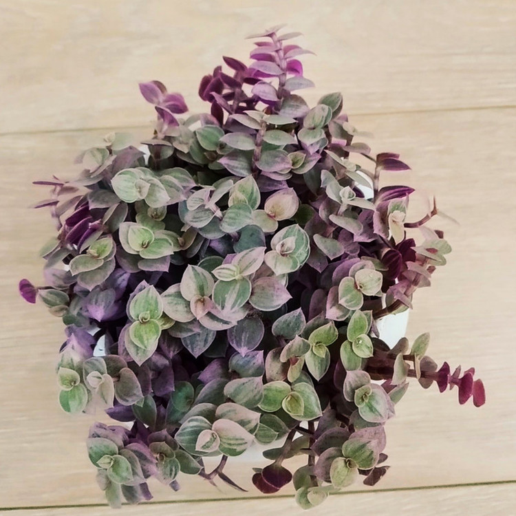 گیاه طبیعی کالیسیا مدل C-45