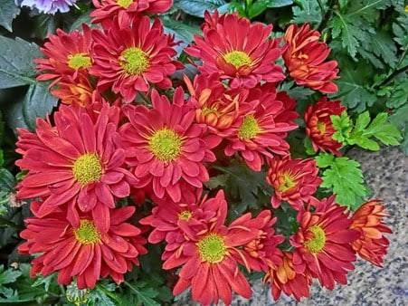 بوته گل داوودی سفید